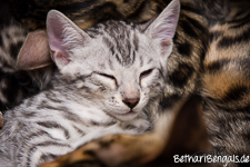 Bengal Kitten